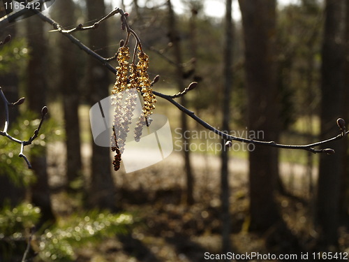 Image of catkin