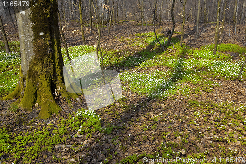 Image of  Anemone Nemorosa and beech