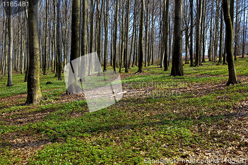 Image of  Anemone Nemorosa and beech