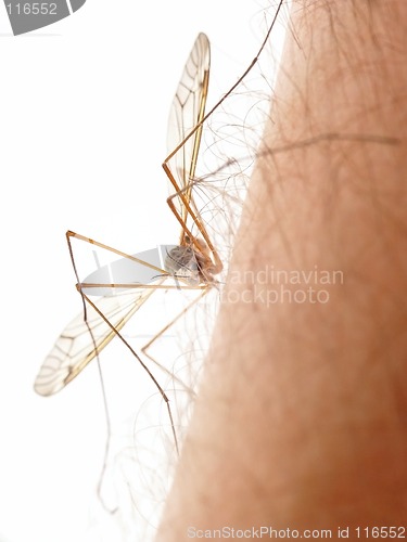 Image of Mosquito