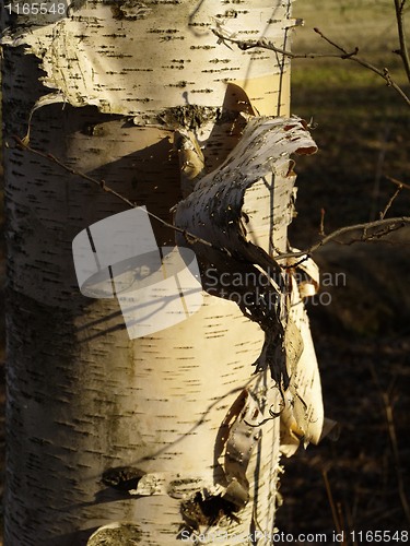 Image of birch bark