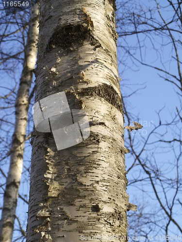 Image of birch bark