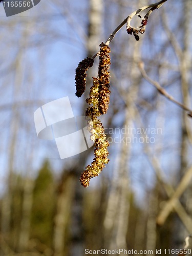 Image of alder catkin