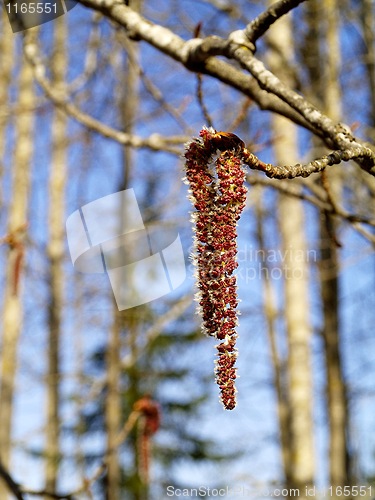 Image of alder catkin