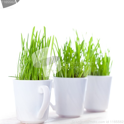 Image of green grass in coffee cups 