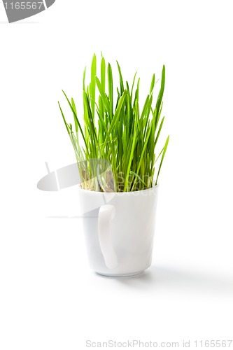 Image of fresh green grass in coffee cup