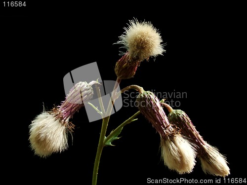 Image of thistle