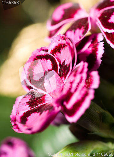 Image of Close-up of carnation or pink