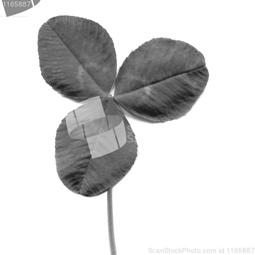 Image of Shamrock