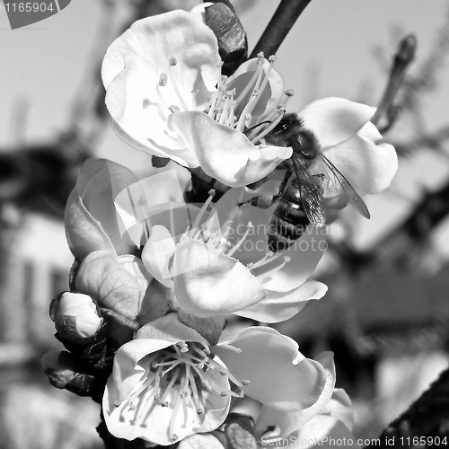 Image of Bee fetching nectar from flower