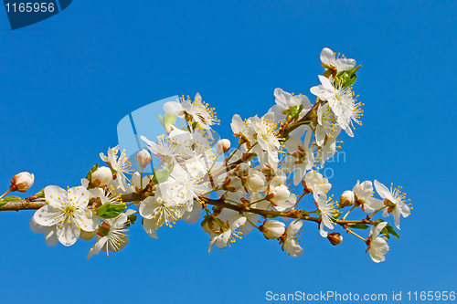 Image of Flowering cherry twig