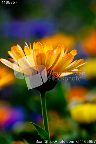 Image of Calendula officinalis