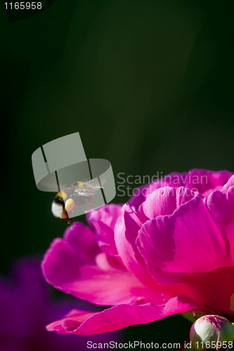 Image of Pink peaony with bumble bee