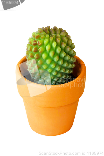 Image of Cactus isolated