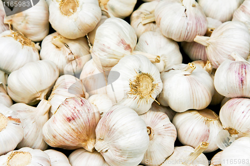 Image of Garlic