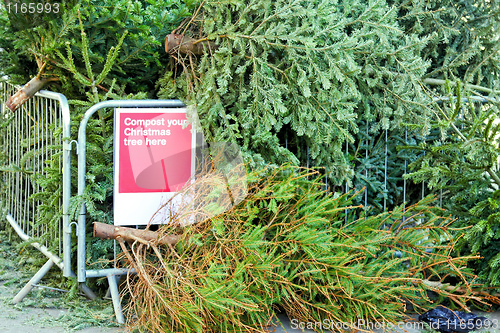 Image of Composting Christmas tree