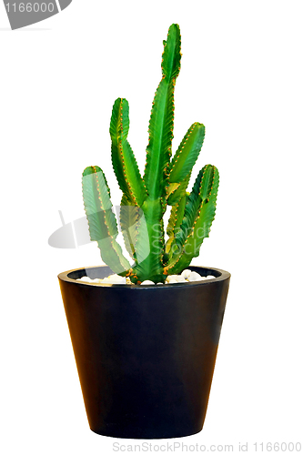 Image of Big cactus