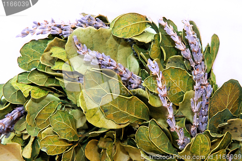 Image of Lavender wreath