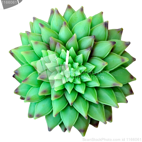 Image of Green lotus isolated
