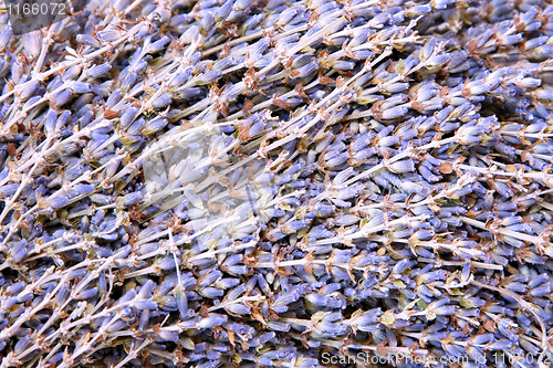 Image of Lavender pattern