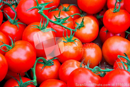 Image of Tomato