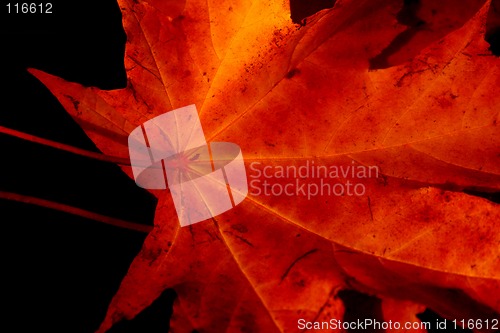 Image of leaf