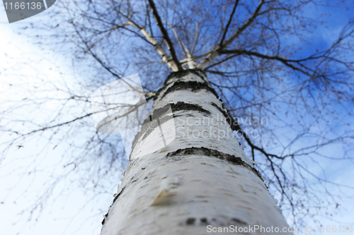 Image of Tall Tree