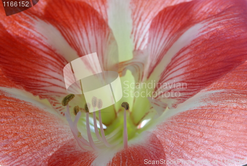 Image of Amaryllis