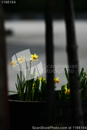 Image of Easter Flowers