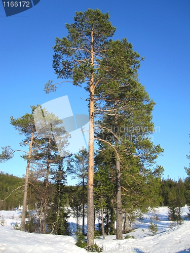 Image of Old pines