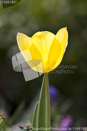 Image of yellow tulip