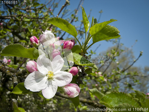 Image of apple blossom