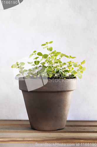 Image of Oregano