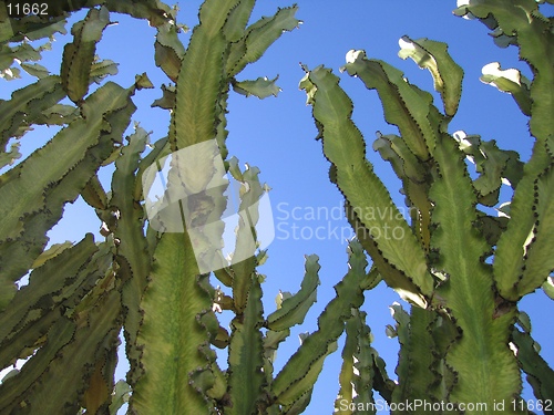 Image of cactus-huge