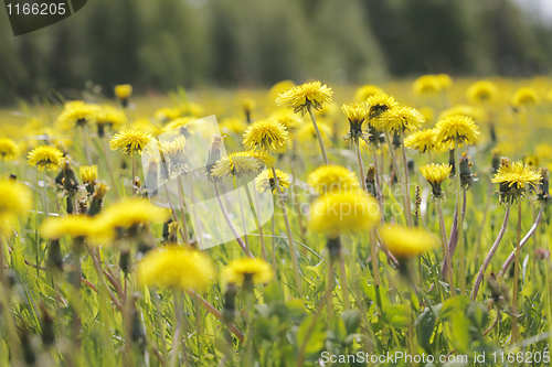 Image of Dandelions