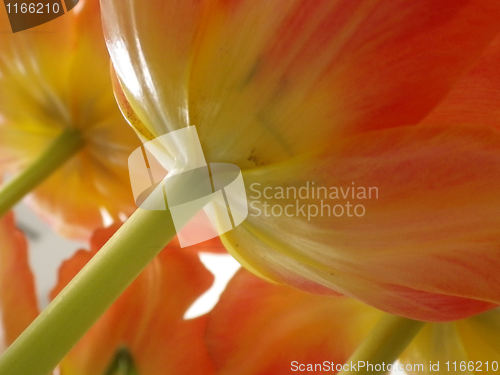 Image of Tulips