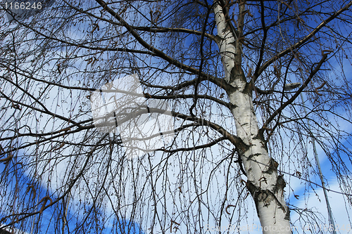 Image of Winter tree