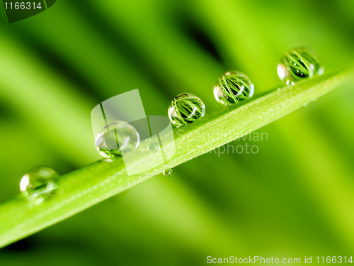 Image of Dew.