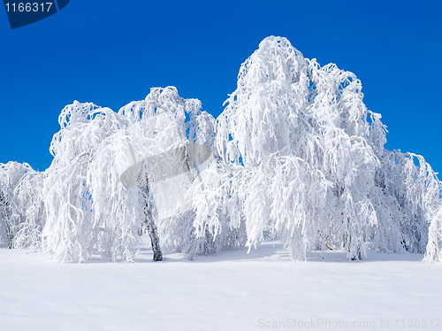 Image of Snowy forest.