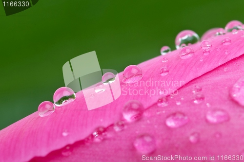 Image of Waterdrops on the pink tulip's bud