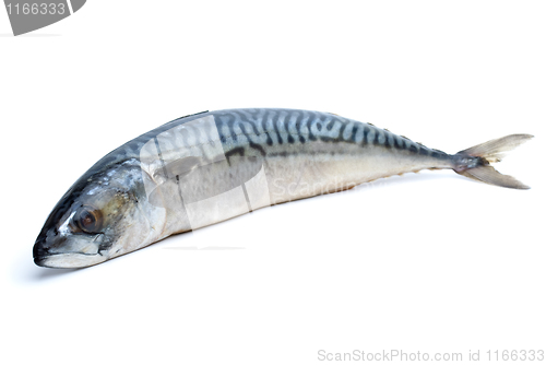 Image of Single fresh mackerel fish
