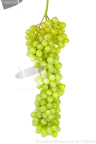 Image of Bunch of green seedless grapes