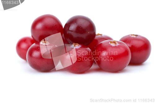 Image of Close-up shot of few cranberries