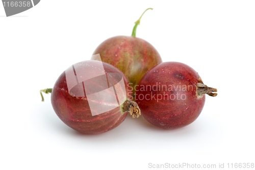 Image of Macro shot of three red gooseberries