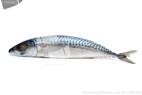 Image of Single fresh mackerel fish