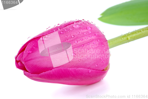 Image of Pink tulip bud with drops of water