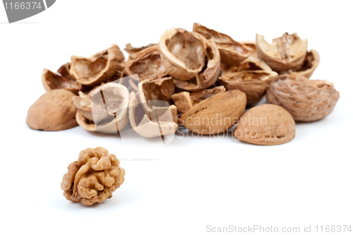 Image of Some nutshells and walnut kernel