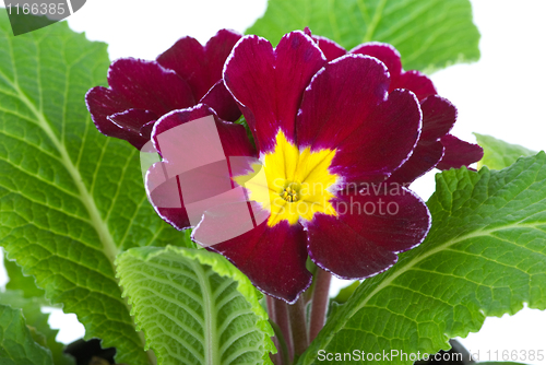 Image of Primrose flower