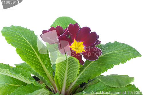 Image of Primrose flowers