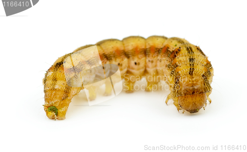 Image of Brown caterpillar